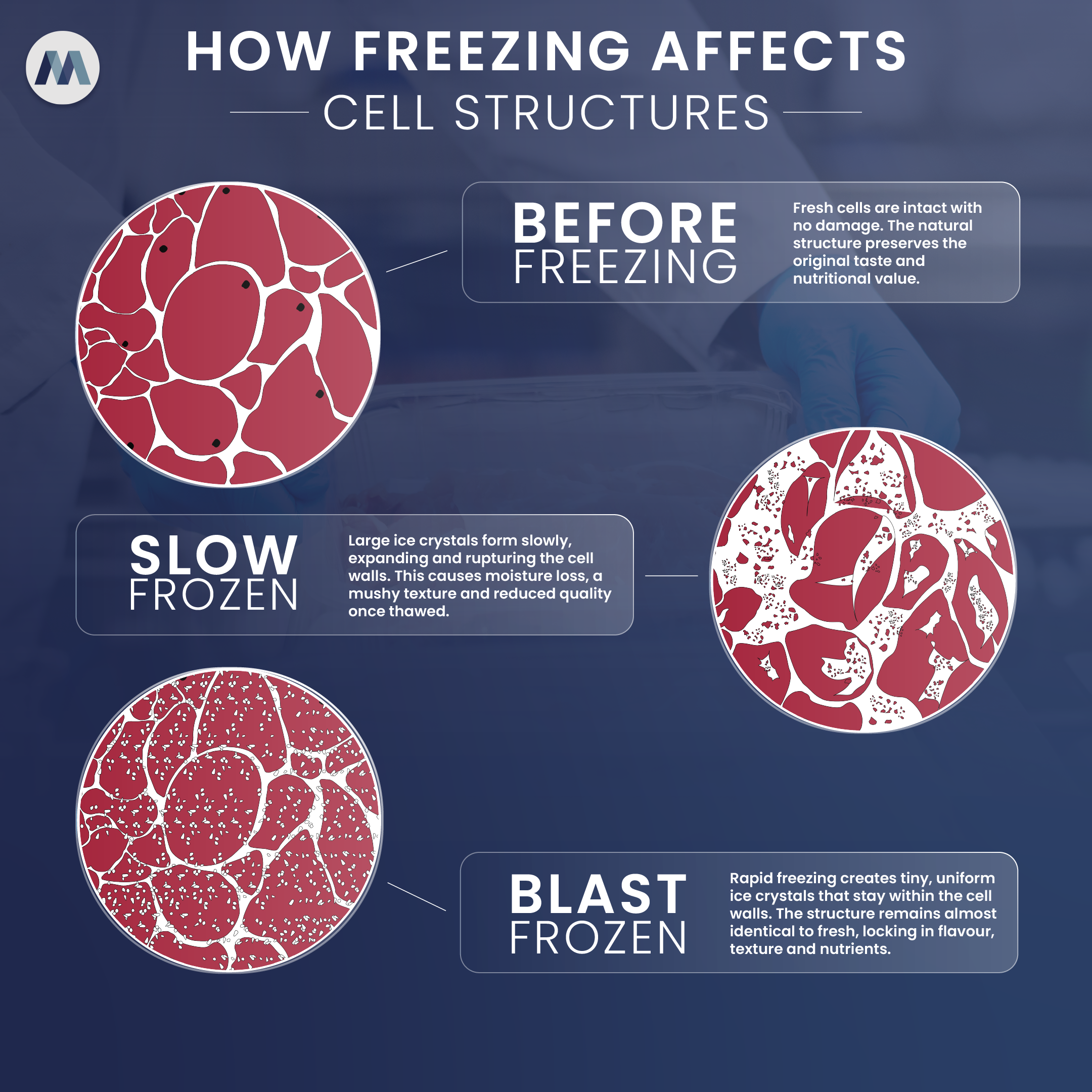 Blast Frozen Meat Infographic v3 Creating Cold Chain Efficiencies